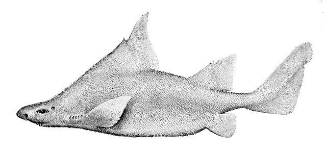 Oxynotus bruniensis drawing