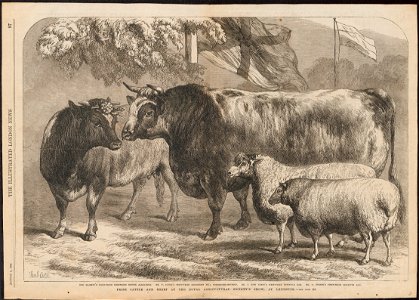 Ovis aries - 1868 - Print - Iconographia Zoologica - Special Collections University of Amsterdam - UBA01 IZ21200111