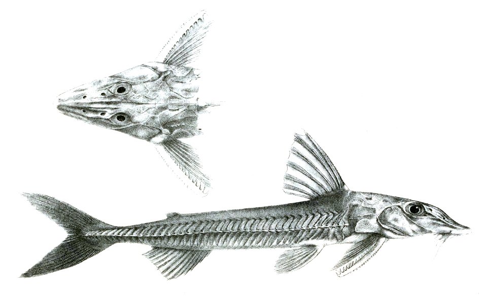 OxydorasAcipenserinusFord