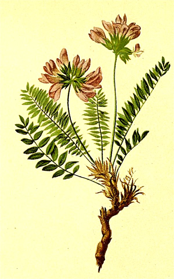 Oxytropis halleri Atlas Alpenflora