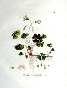 Oxalis acetosella — Flora Batava — Volume v1