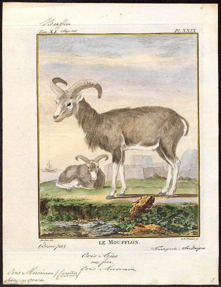 Ovis musimon - 1700-1880 - Print - Iconographia Zoologica - Special Collections University of Amsterdam - UBA01 IZ21300089
