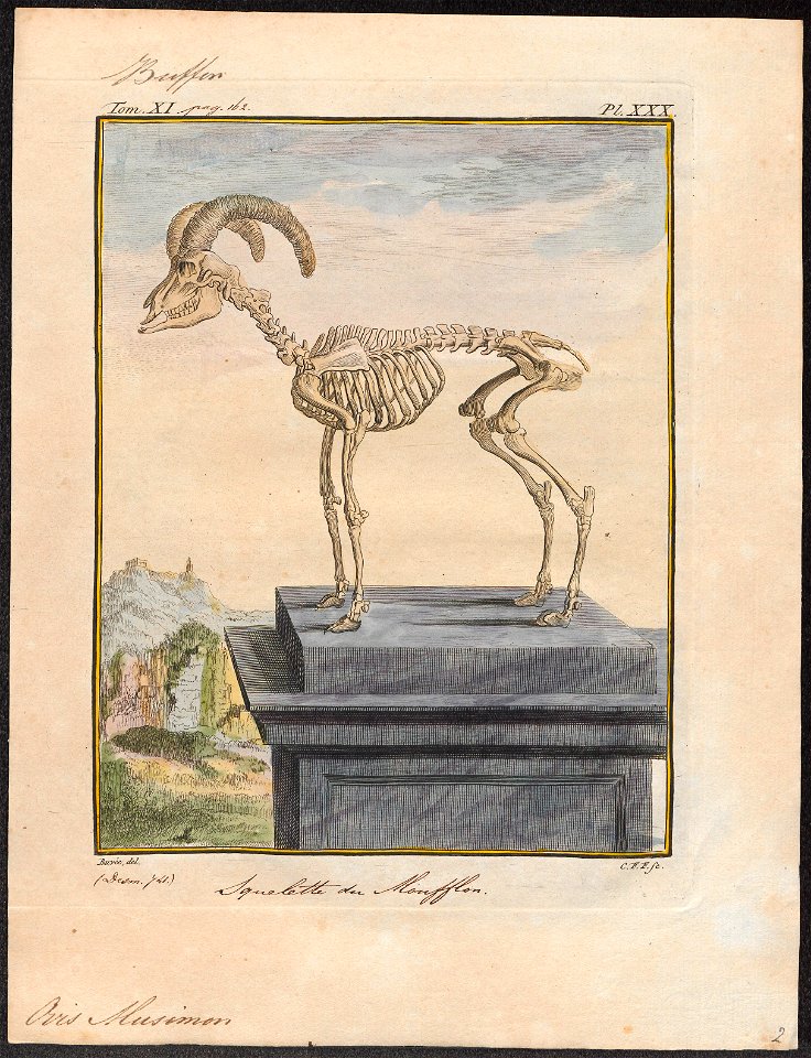 Ovis musimon - skelet - 1700-1880 - Print - Iconographia Zoologica - Special Collections University of Amsterdam - UBA01 IZ21300091