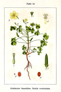 Oxalis corniculata Sturm10