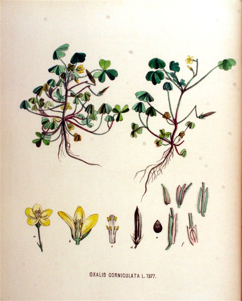 Oxalis corniculata — Flora Batava — Volume v18