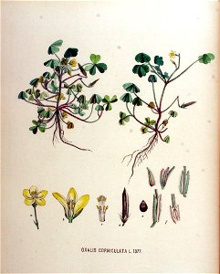 Oxalis corniculata — Flora Batava — Volume v18
