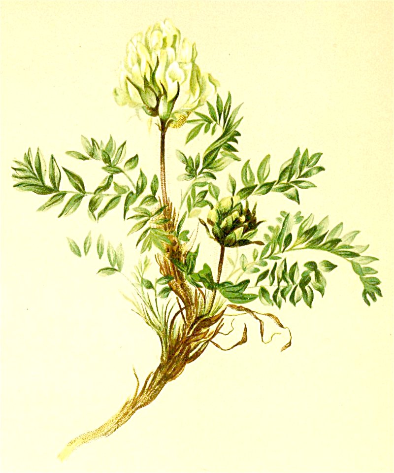 Oxytropis campestris Atlas Alpenflora