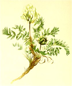Oxytropis campestris Atlas Alpenflora