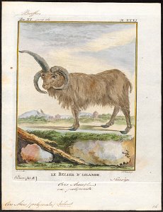 Ovis aries polycerata - veelhoornig - 1700-1880 - Print - Iconographia Zoologica - Special Collections University of Amsterdam - UBA01 IZ21300059