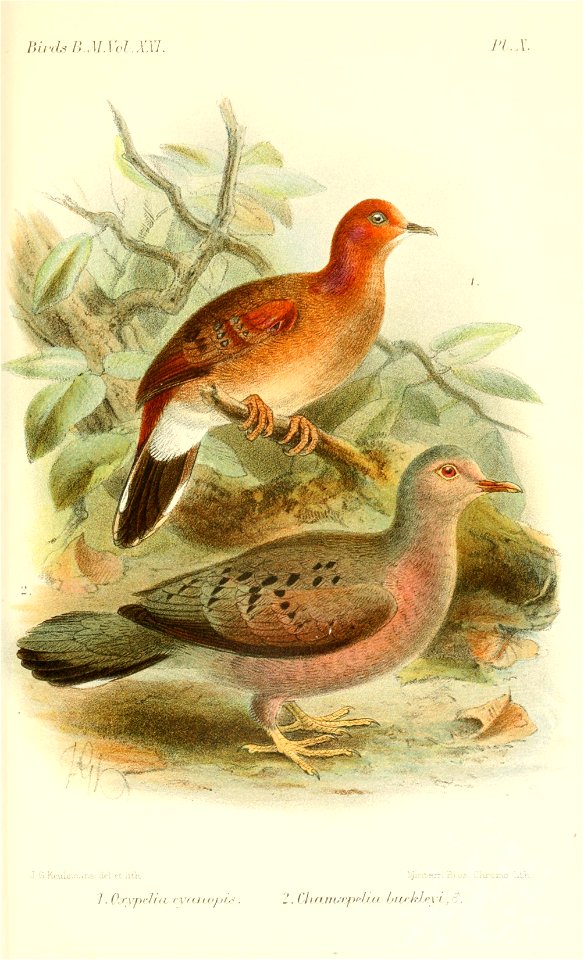 Oxypelia-ChamaepeliaKeulemans
