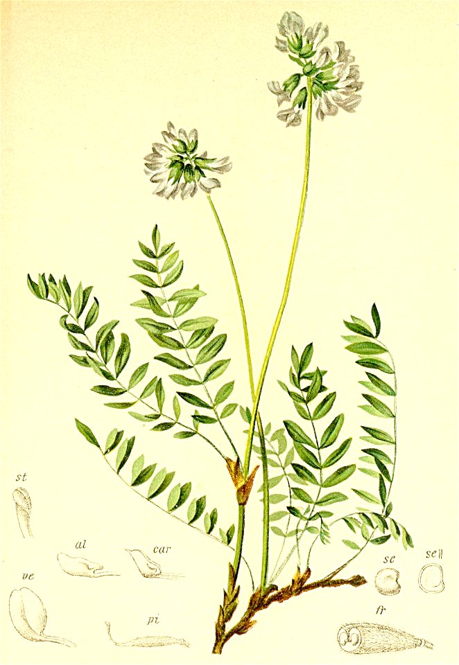 Oxytropis lapponica Atlas Alpenflora