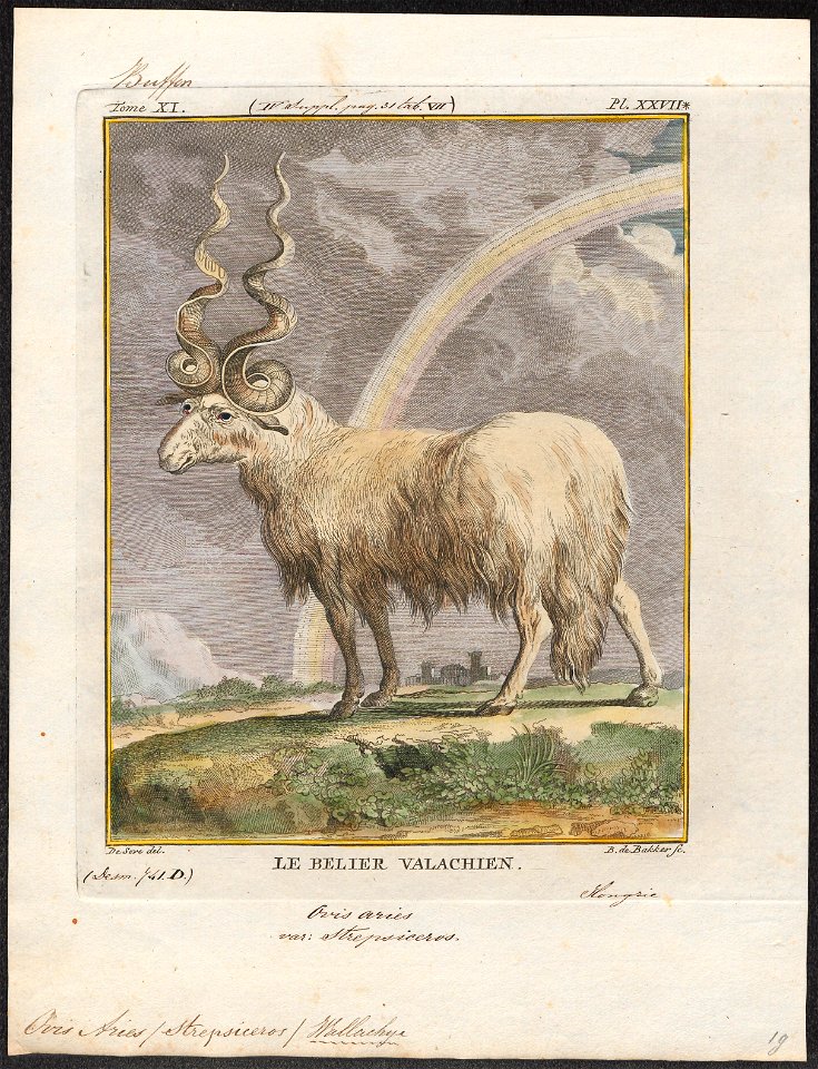 Ovis aries strepsiceros - 1700-1880 - Print - Iconographia Zoologica - Special Collections University of Amsterdam - UBA01 IZ21300051