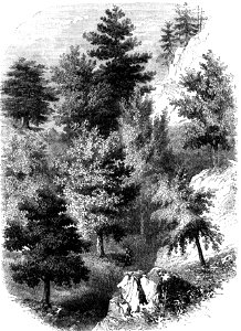 P108 North American Frest Scene