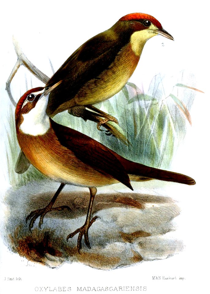 OxylabesMadagascariensisSmit