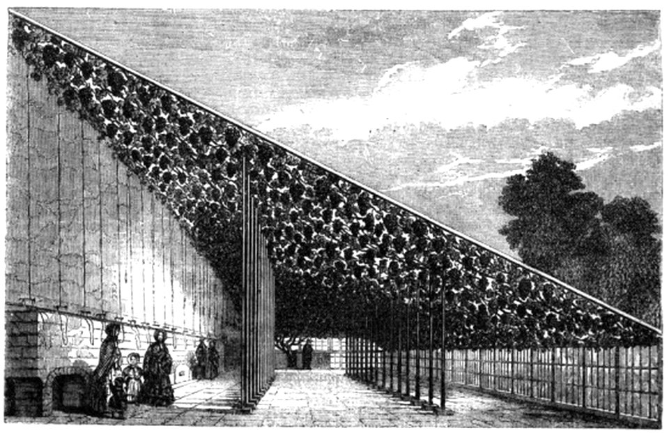 P162 The Vinery at Hampton Court