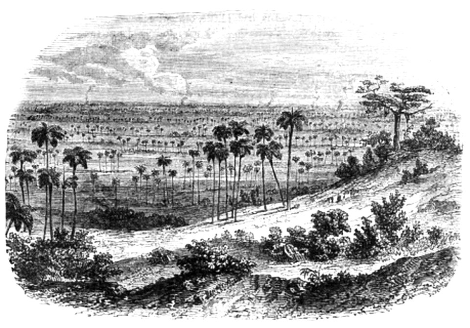 P22 View In The Island Of Cuba