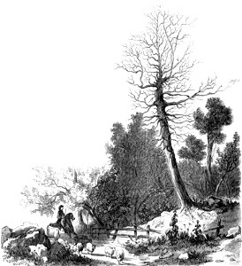 P186 JENNY MACREA'S TREE