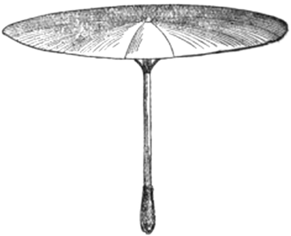 P140-Rain Umbrella for Hawks