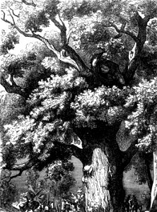 P324 Charles II. hidden in the Oak Tree