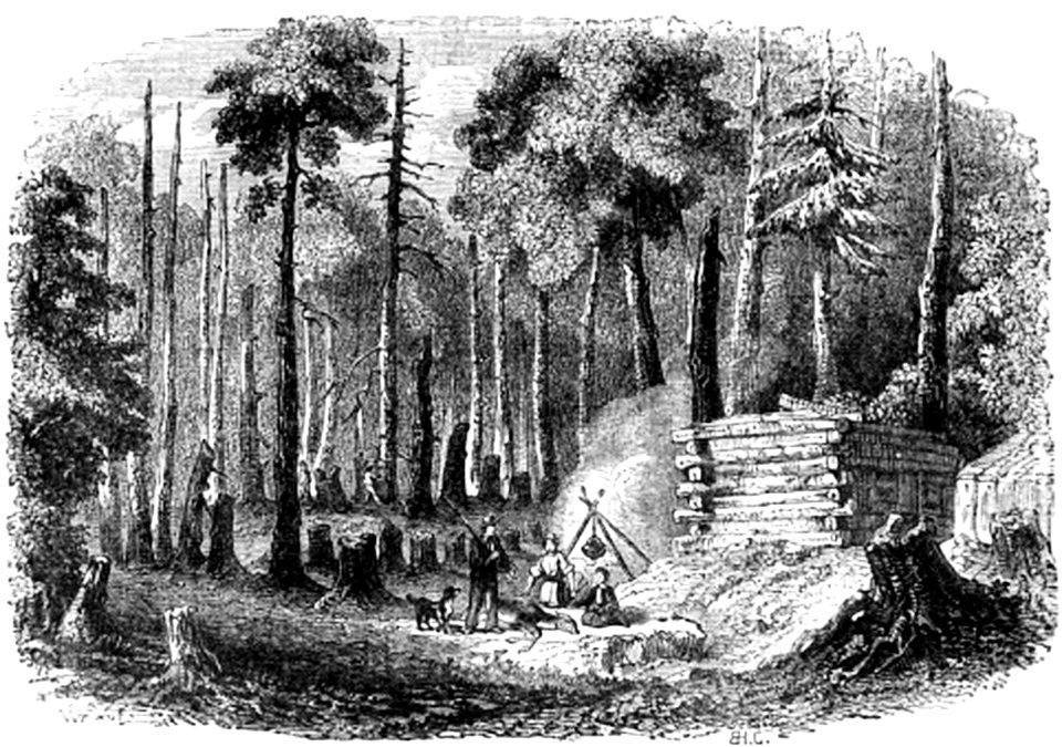 P132 A CANADIAN FOREST SCENE