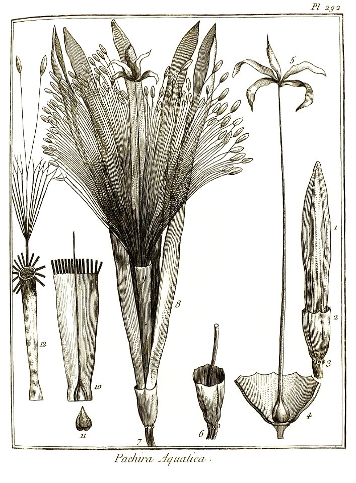 Pachira aquatica Aublet 1775 pl 292