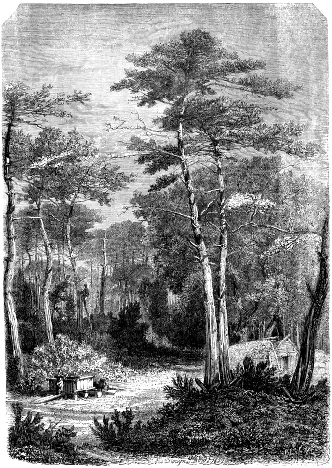 P565 VIEW IN THE FORESTS OF THE GIRONDE