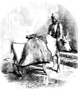 P517 A HINDOO WATER-SELLER