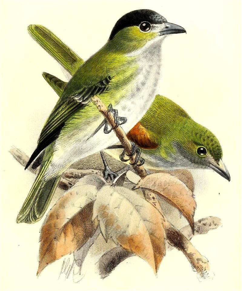 PachyrhamphusGriseigularisKeulemans (cropped)