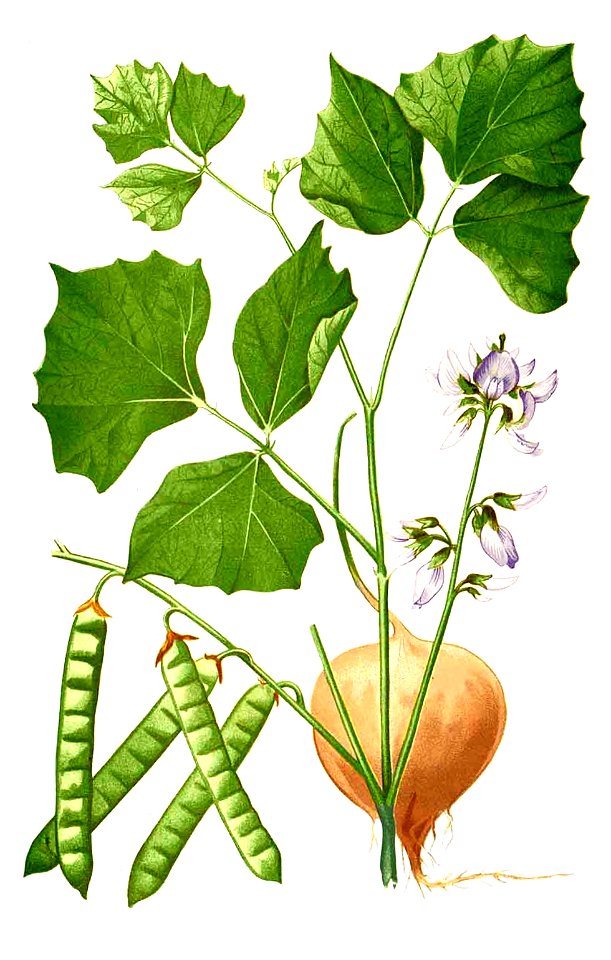 Pachyrhizus erosus Blanco2.249-cropped