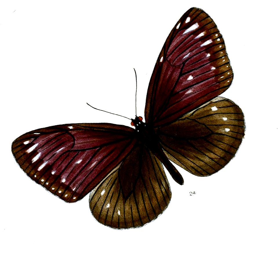 PademmaAugusta 42 2a