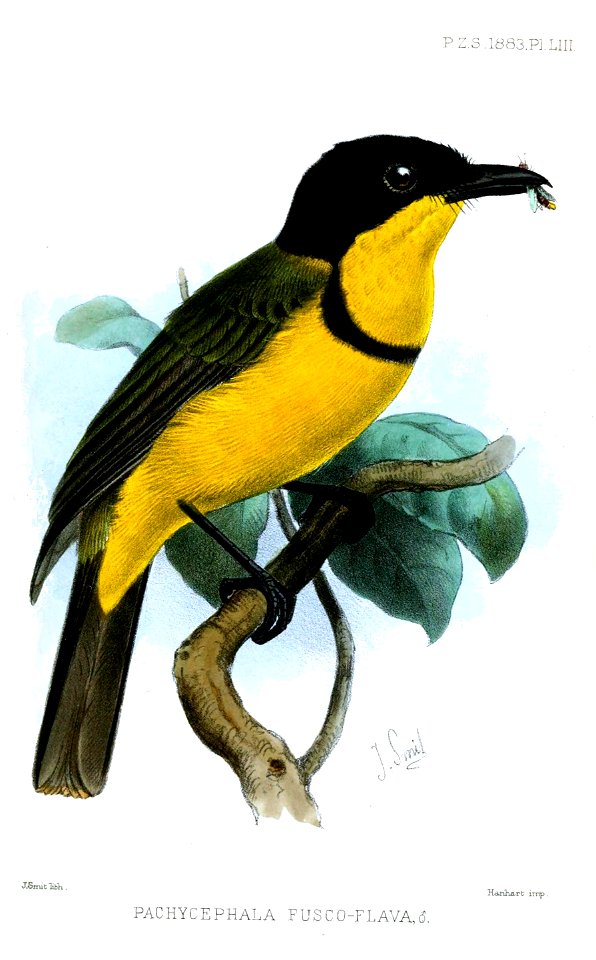PachycephalaFuscoflava2Smit