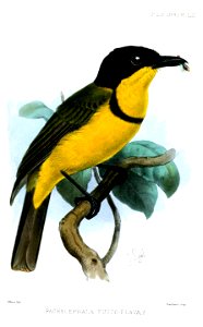 PachycephalaFuscoflava2Smit