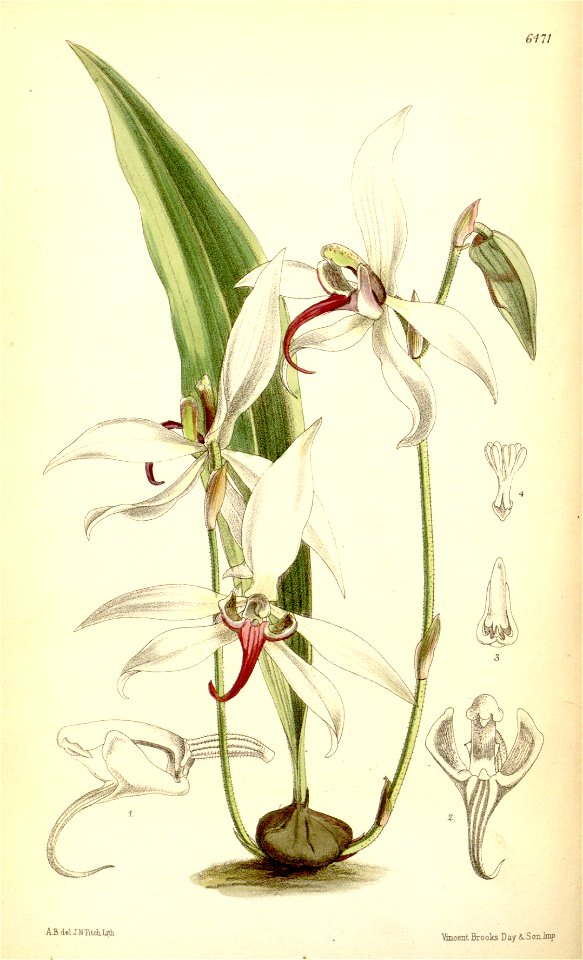 Pachystoma thomsonianum 1