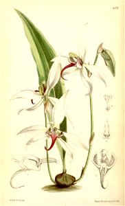 Pachystoma thomsonianum 1