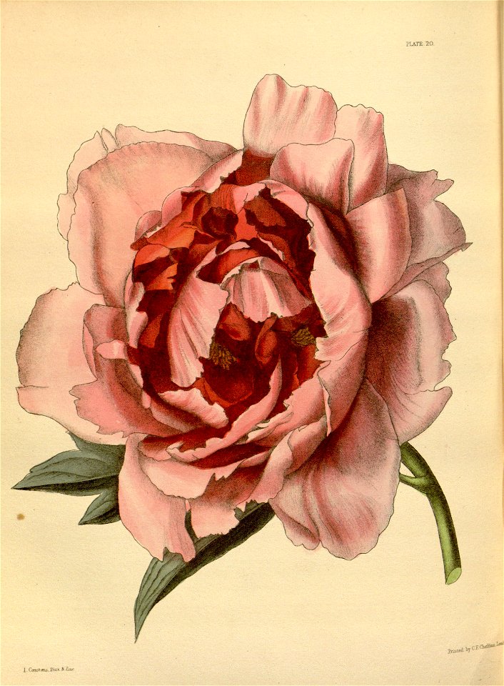 Paeonia × suffruticosa Paxton 020
