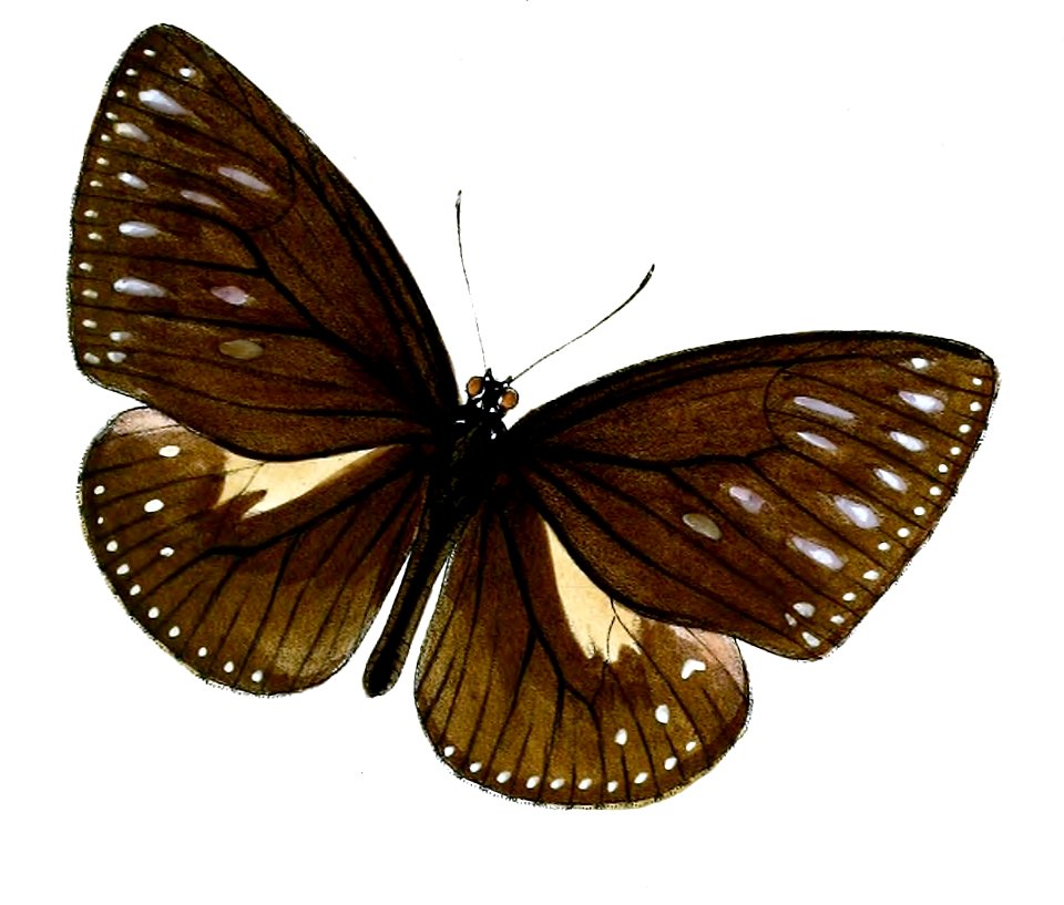PademmaMcClellandii 44 2