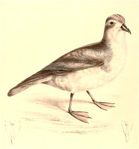 Pachyptila desolata 1838
