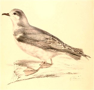 Pachyptila vittata 1838