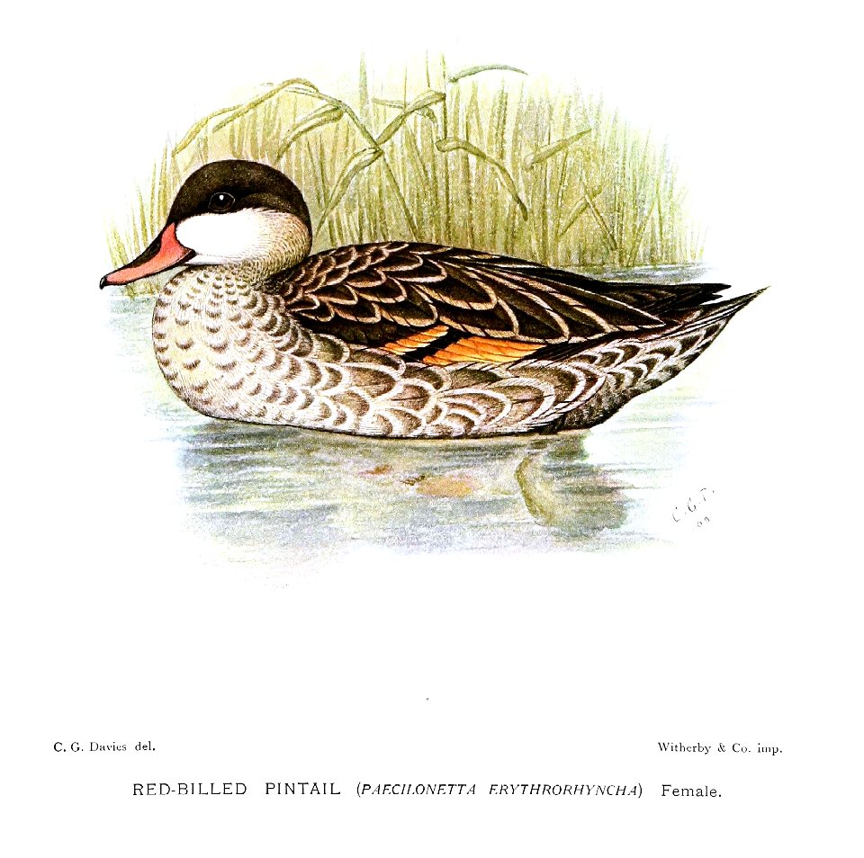 PaecilonettaErythrorhynchaDavies