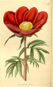 Paeonia mascula subsp. russoi 62. 3431. 1835