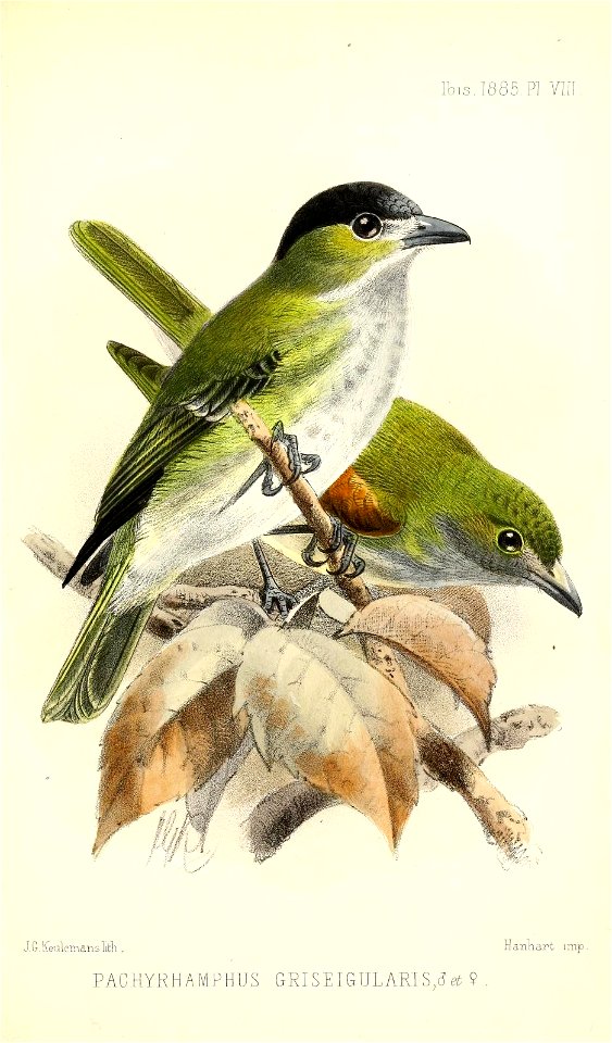 PachyrhamphusGriseigularisKeulemans