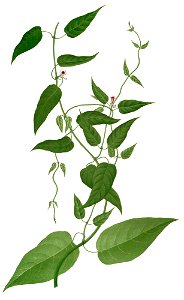 Paederia foetida Blanco1.54-cropped