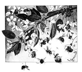 Paa kirsebaergrenen - on cherry branch