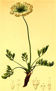 Pachypleurum simplex Atlas Alpenflora