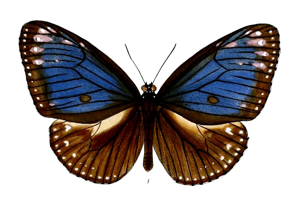 PademmaIllustris 43 1