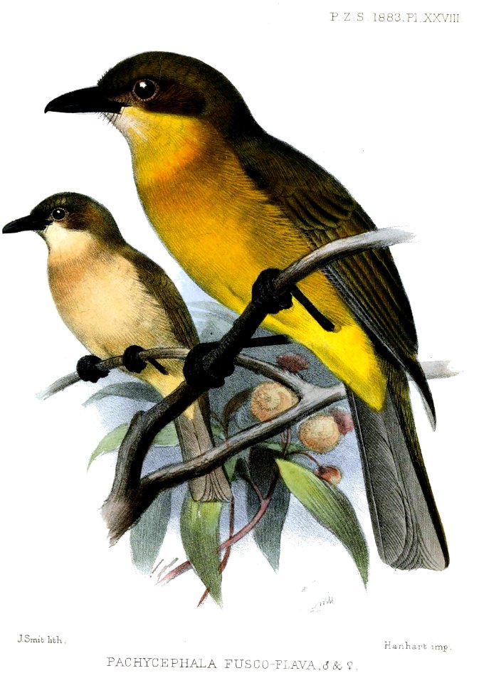 PachycephalaFuscoflavaSmit
