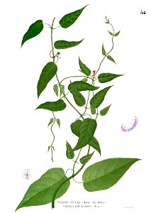 Paederia foetida Blanco1.54