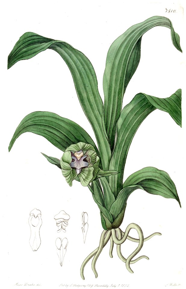 Pabstia viridis (as Maxillaria viridis) - Edwards vol 18 pl 1510 (1832)