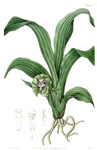 Pabstia viridis (as Maxillaria viridis) - Edwards vol 18 pl 1510 (1832). Free illustration for personal and commercial use.