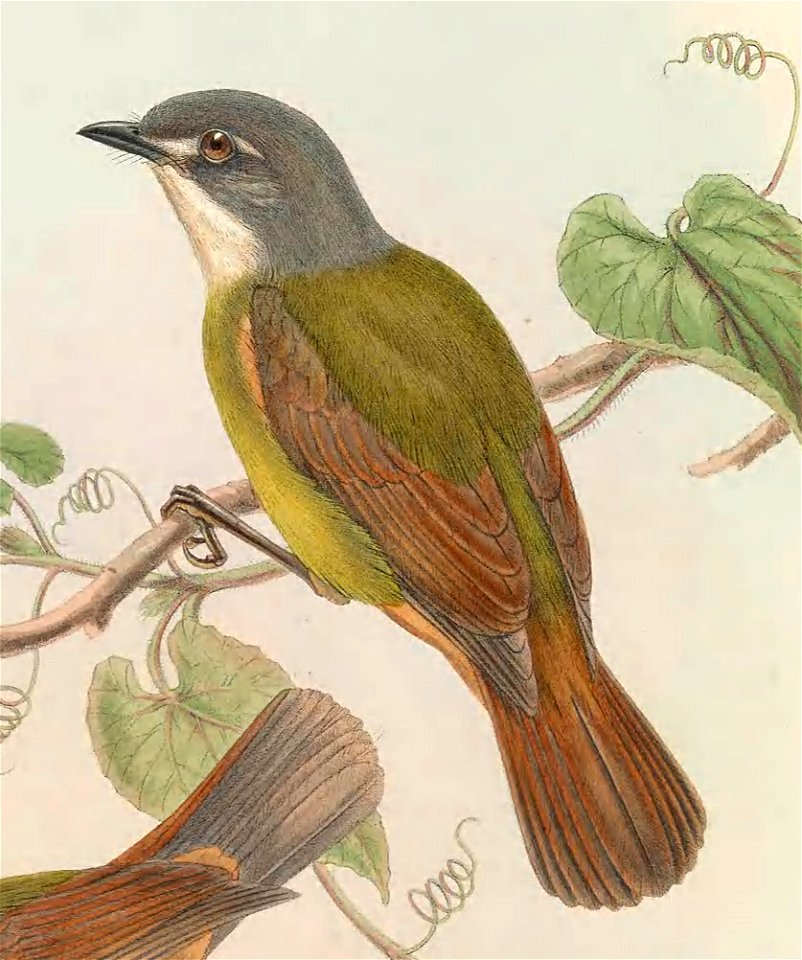 Pachycephalopsis hattamensis - The Birds of New Guinea (cropped)